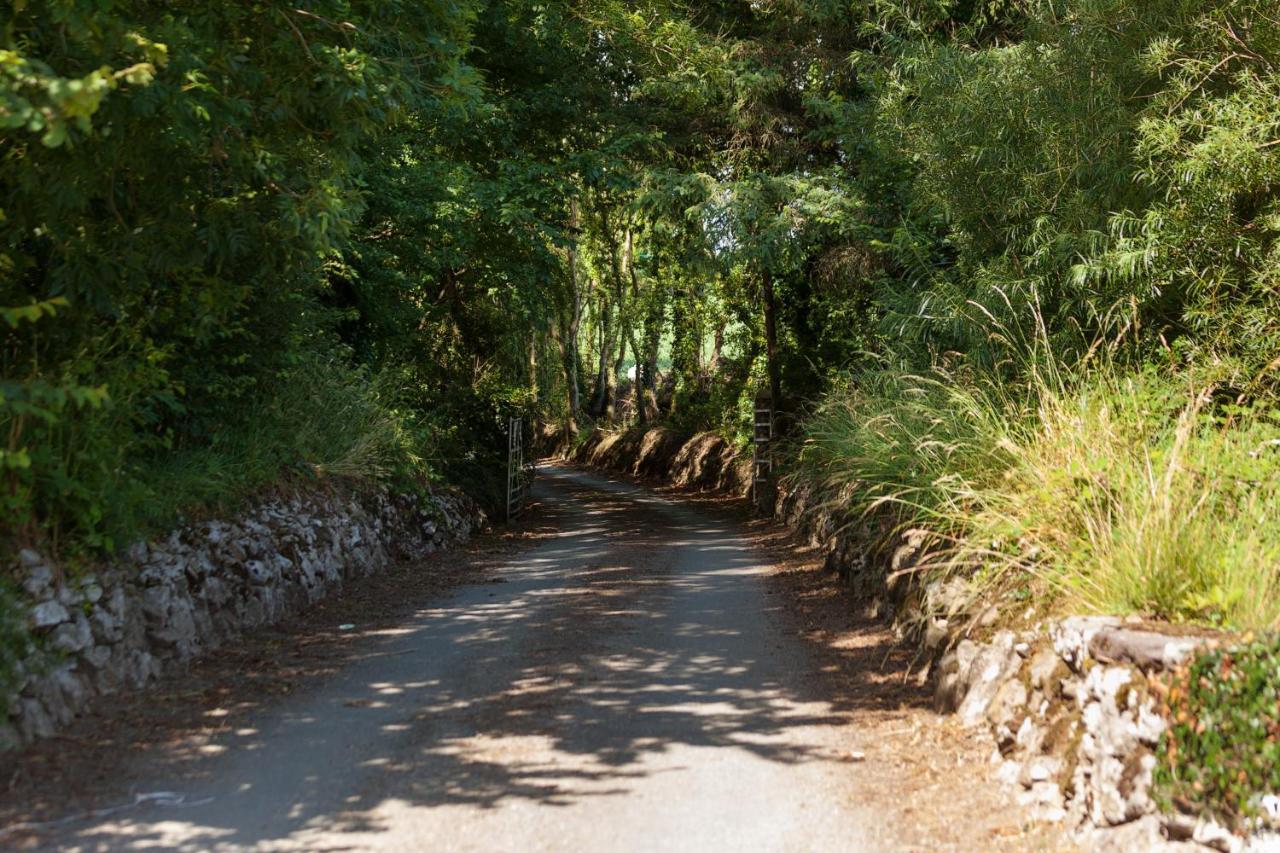 Coolcormack Stud B&B Dungarvan  Dış mekan fotoğraf